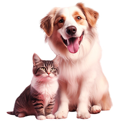 Gato_Perro_Ofertas_2_400X400